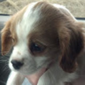 Meet your Posher, Summer